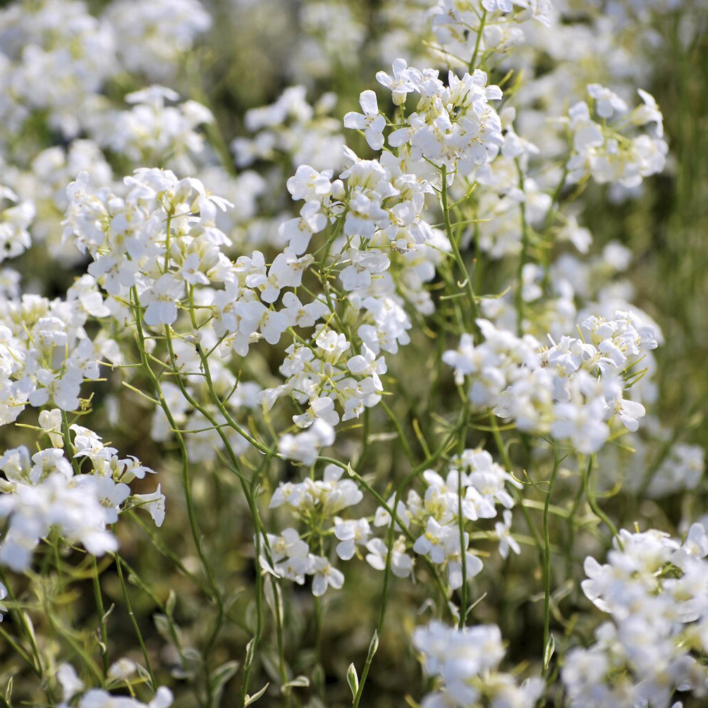 Randjesbloem Old Gold - Bakker