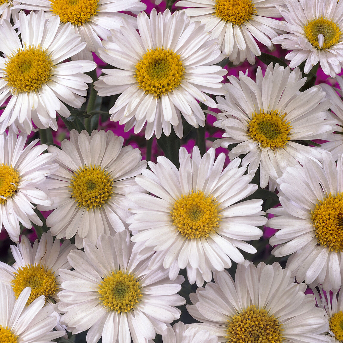 Alpinus Aster Albus - Aster alpinus Albus - Bakker