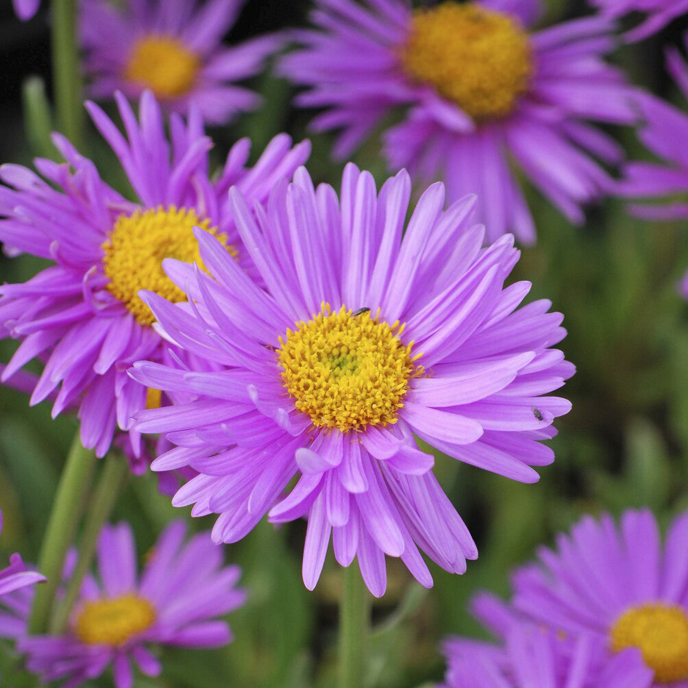 Aster - Aster Happy End - Aster alpinus Happy End