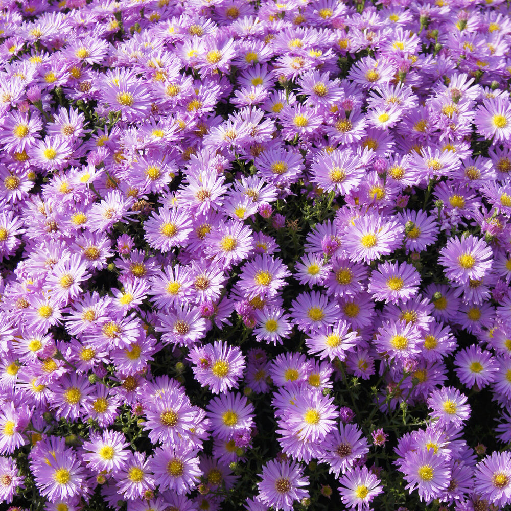 lage herfstaster Herbstgruss vom Bresrhof - Aster dumosus Herbstgruss vom Bresserhof - Bakker