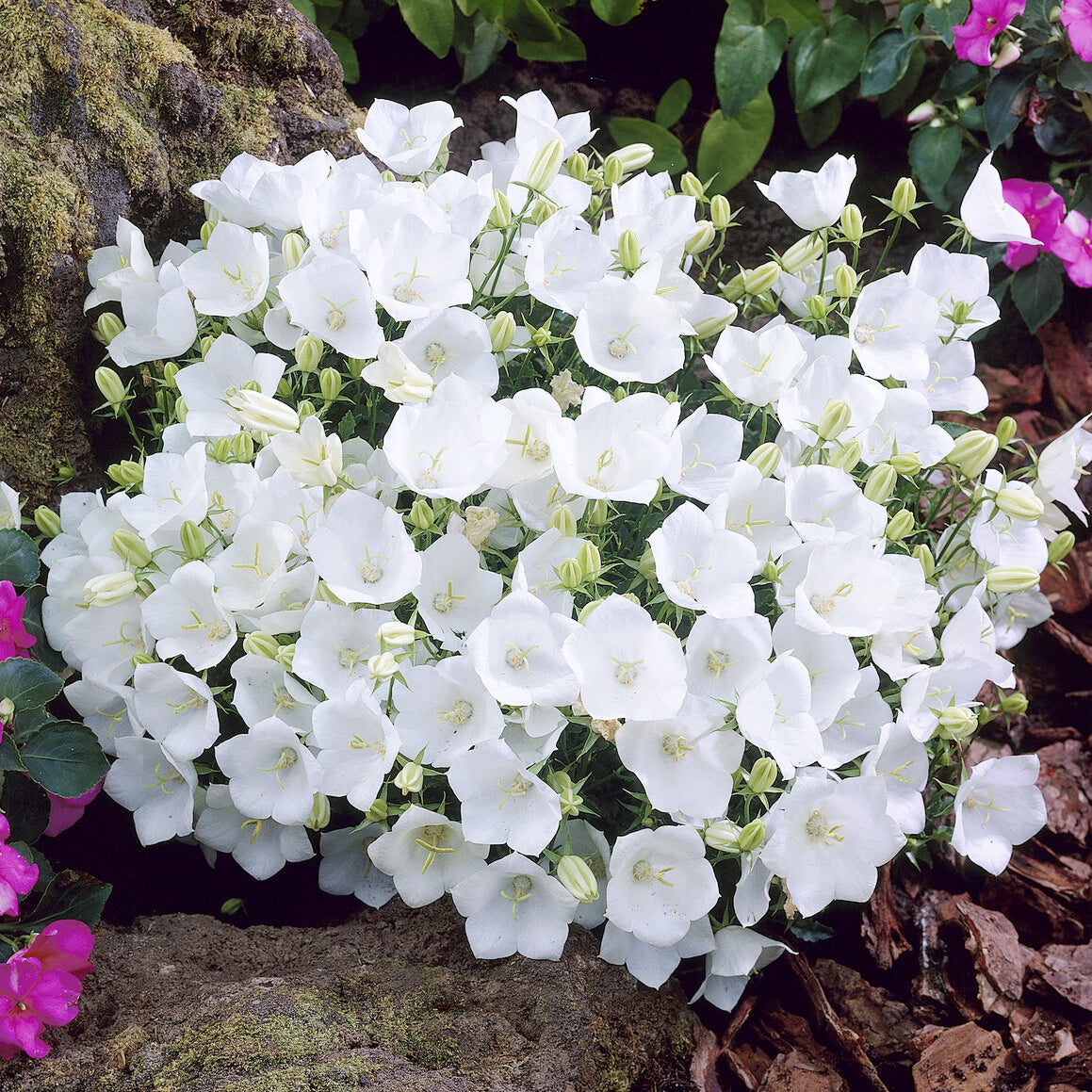 Campanula carpatica Weisse Clips - Klokjesbloem Weisse Clips - Klokjesbloem