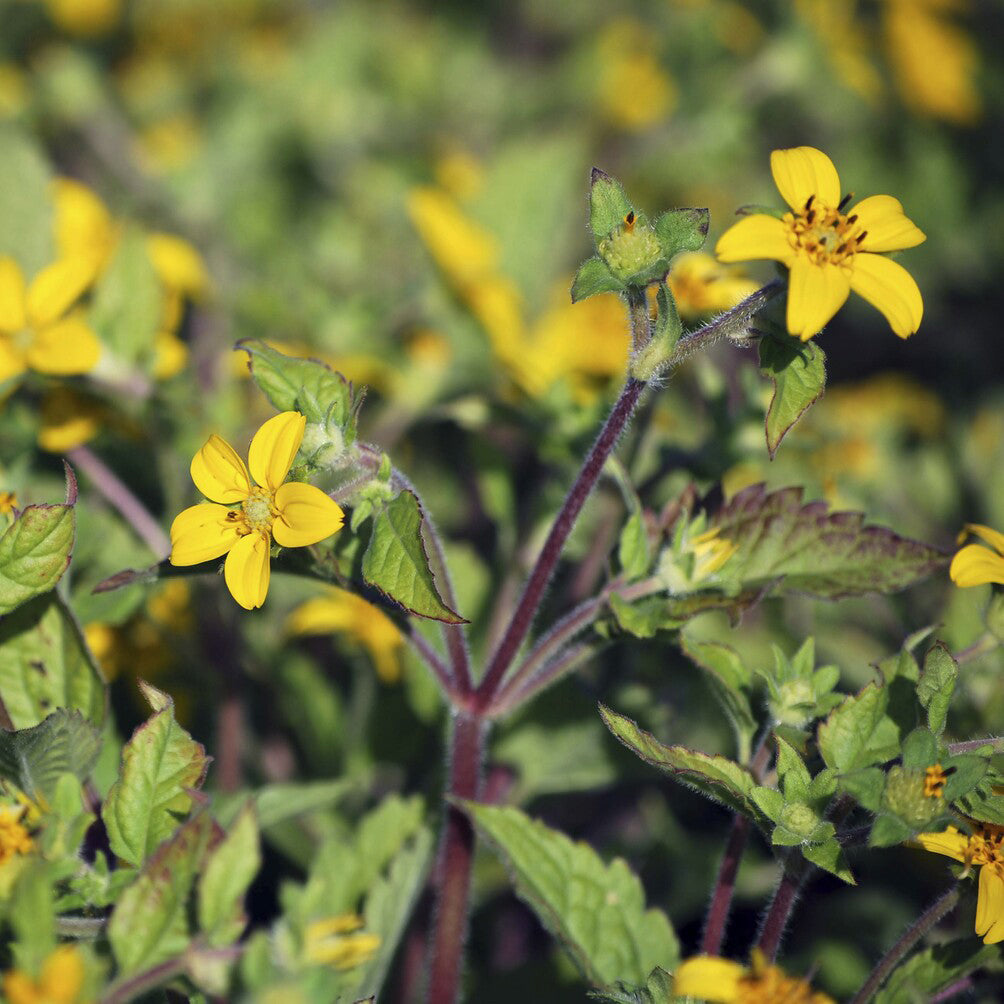 Goudkorfje - Chrysogonum virginianum - Bakker