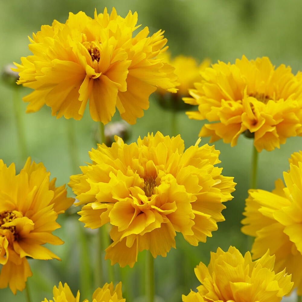 Coreopsis grandiflora Early Sunrise - Meisjesogen Early Sunrise - Meisjesogen