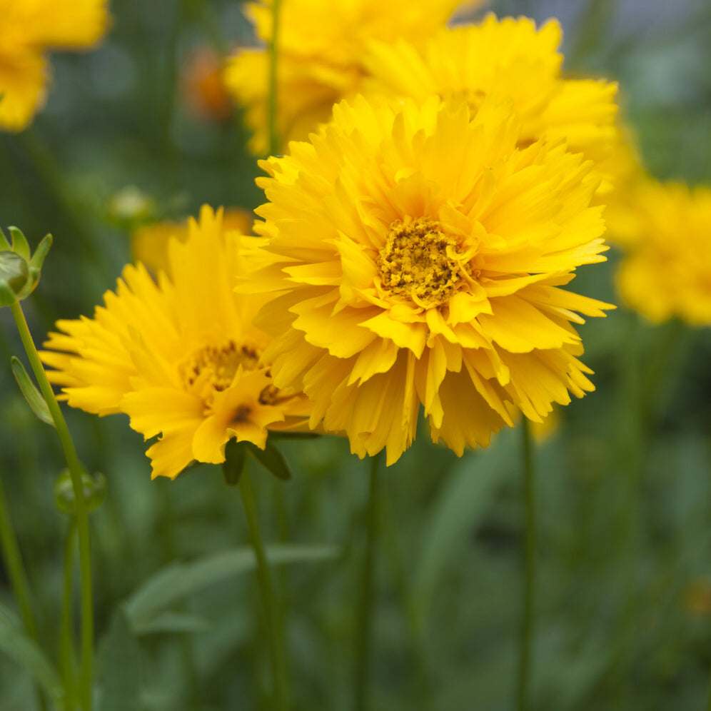 Meisjesogen Early Sunrise - Coreopsis grandiflora Early Sunrise - Bakker