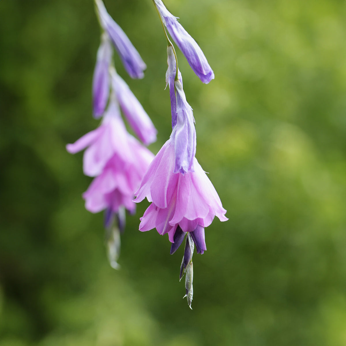 Dierama pulcherrimum - Klokkengraslelie - Vaste planten