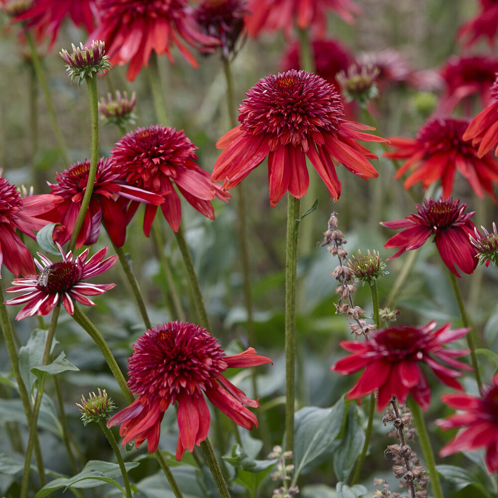 Zonnehoed Eccentric - Echinacea purpurea Eccentric - Bakker