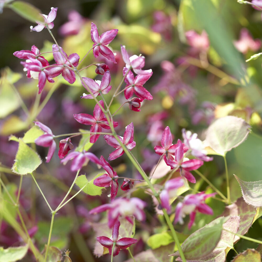 Epimedium rubrum - Elfenbloem red - Epimedium