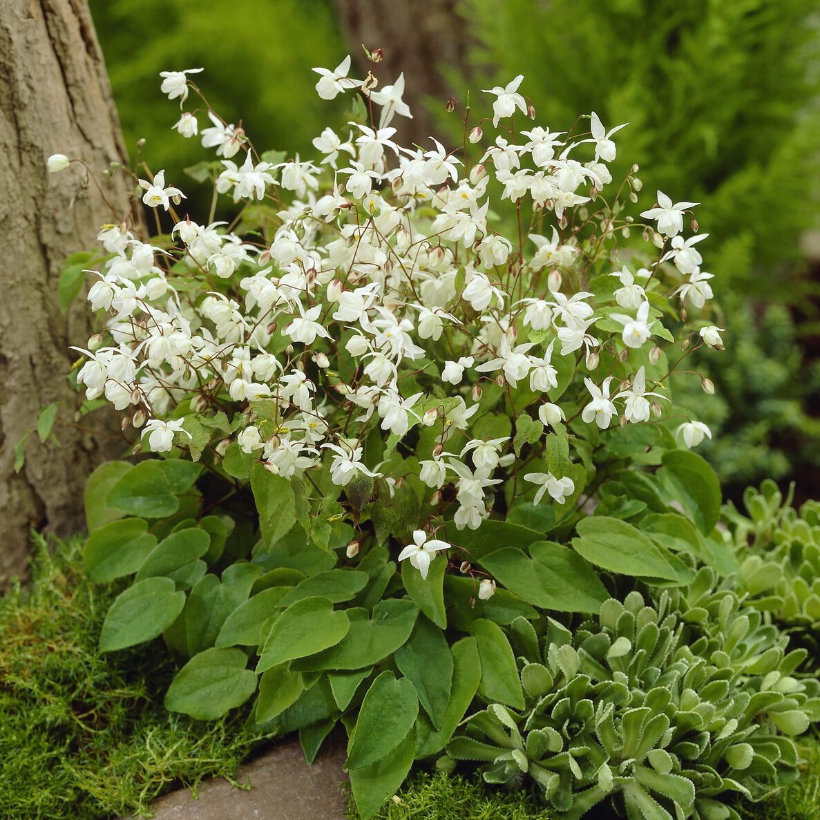 Epimedium youngianum Niveum - Elfenbloem Niveum - Epimedium
