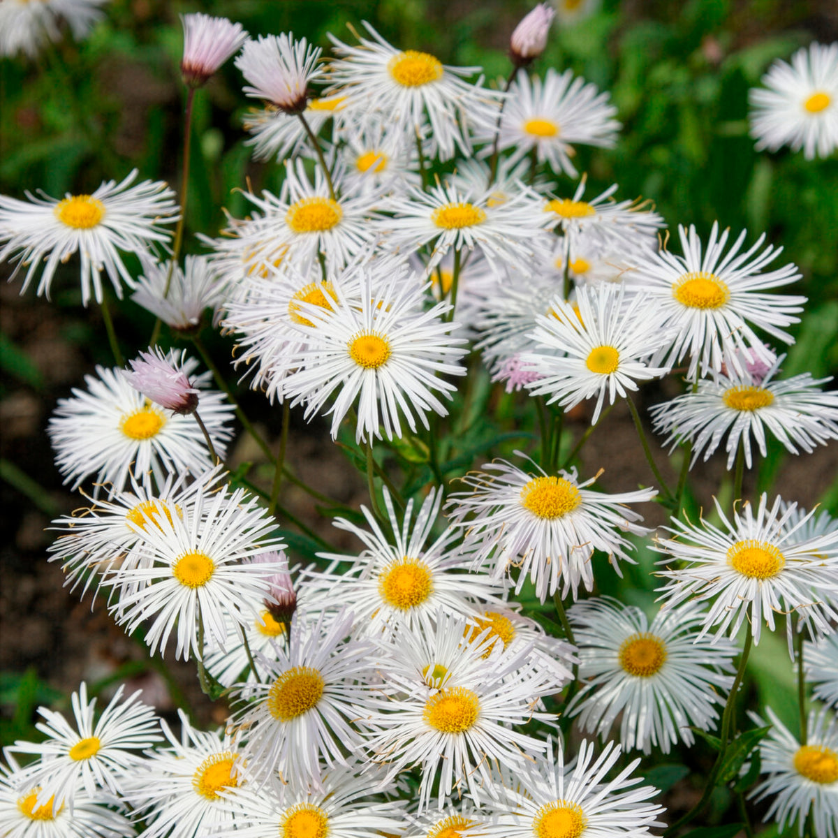 Erigeron - Fijnstraal Sommerneuschnee - Erigeron Sommerneuschnee