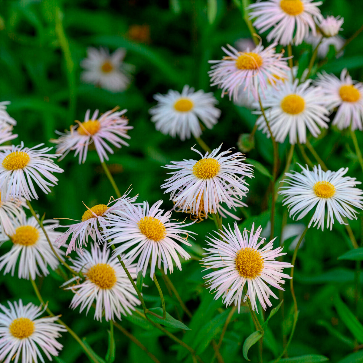 Erigeron Sommerneuschnee - Fijnstraal Sommerneuschnee - Erigeron