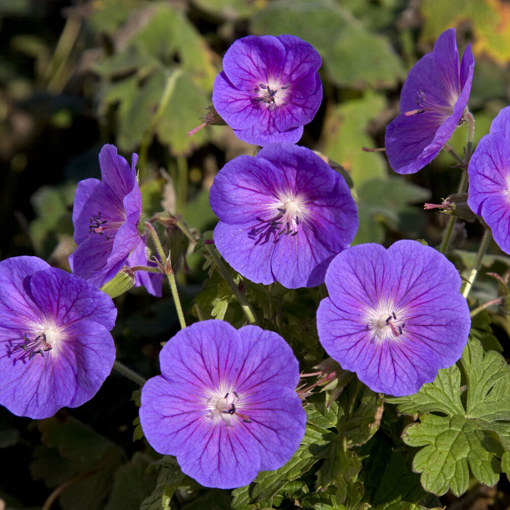 Ooievaarsbek Himalaya Gravetye - Geranium himalayense Gravetye - Bakker