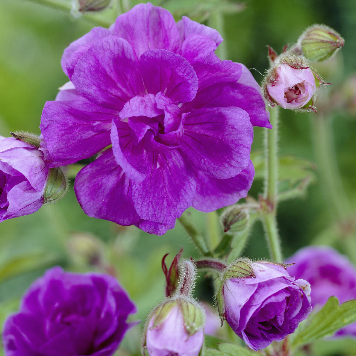 Geranium himalayense Plenum - Ooievaarsbek Himalaya - Geraniums