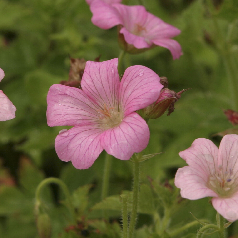Ooievaarsbek Rose Clair - Geranium oxonianum Rose Clair - Bakker