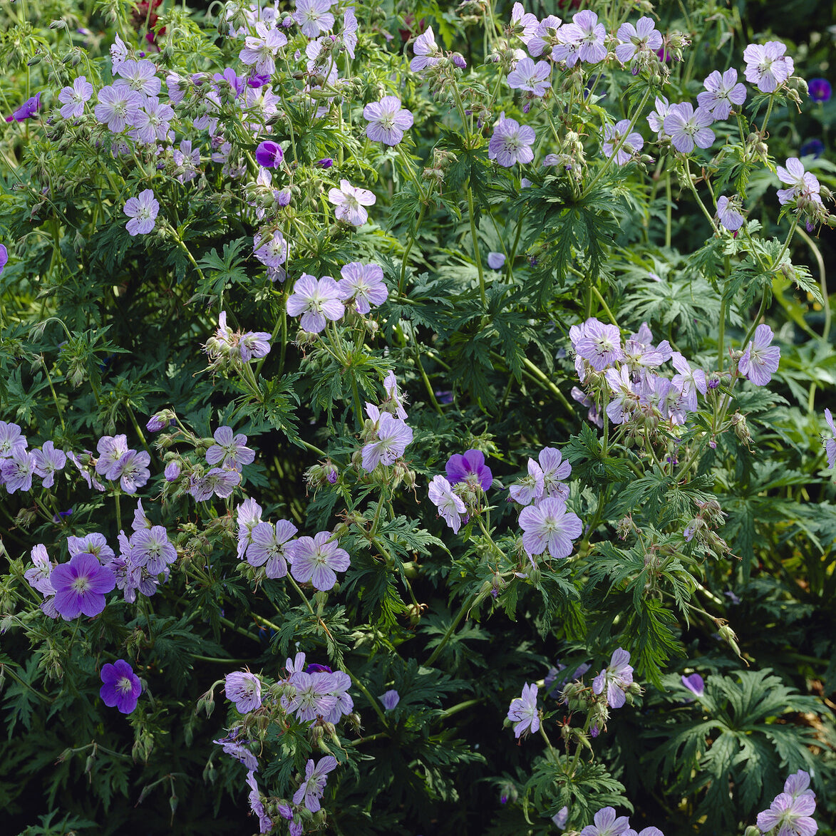 Geranium pratense Mrs Kendall Clark - Ooievaarsbek Mrs. Kendall Clark - Geraniums