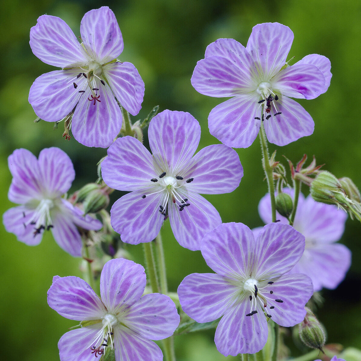 Ooievaarsbek Mrs. Kendall Clark - Geranium pratense Mrs Kendall Clark - Bakker