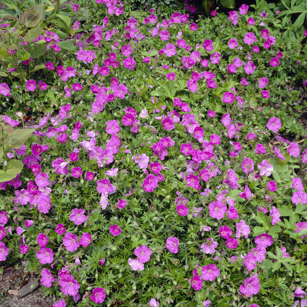 Bloedooievaarsbek 'Ankums Pride' - Geranium sanguineum Ankum's Pride - Bakker