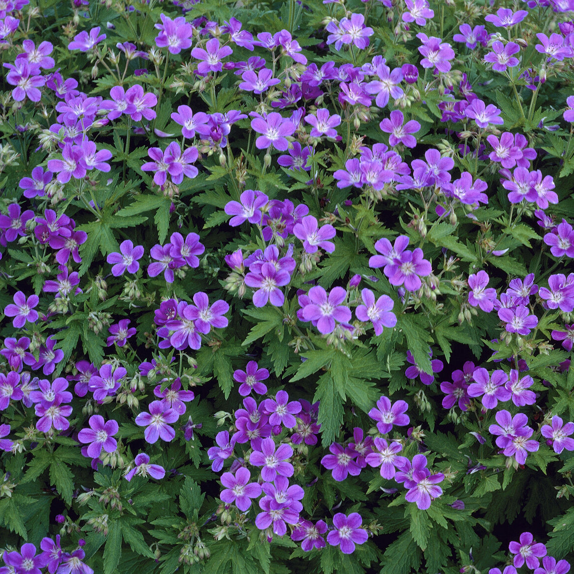 Ooievaarsbek Mayflower - Bakker