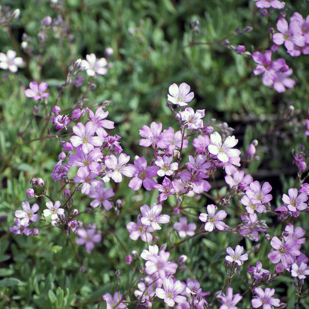Gipskruid Rosea - Gypsophila repens Rosea - Bakker
