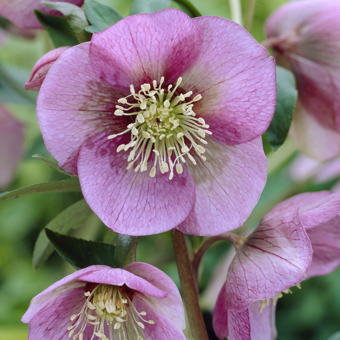 Helleborus orientalis Pink Lady - Kerstroos Pink Lady - Vaste planten