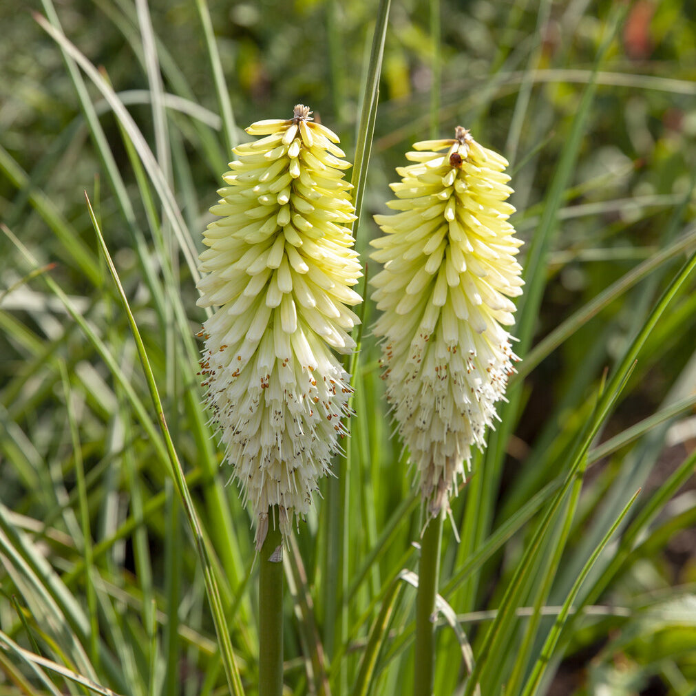 Kniphofia - Vuupijl Ice Queen - Kniphofia Ice Queen