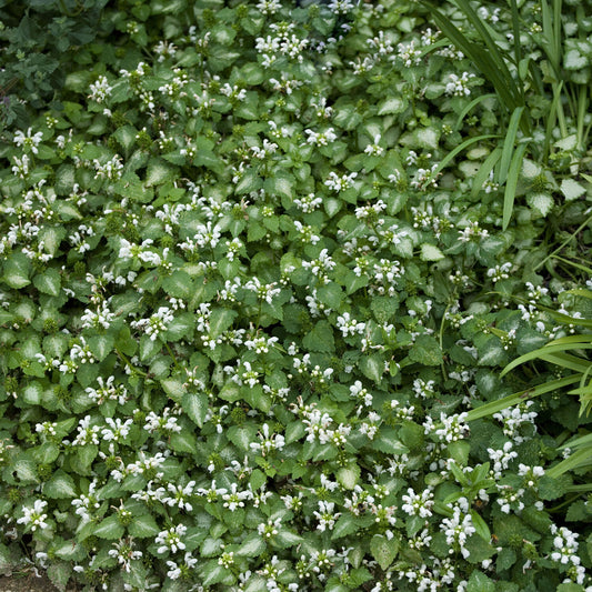 Siernetel Album - Bakker