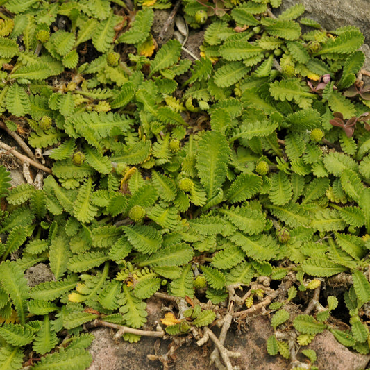 Speldenkussenplant - Bakker