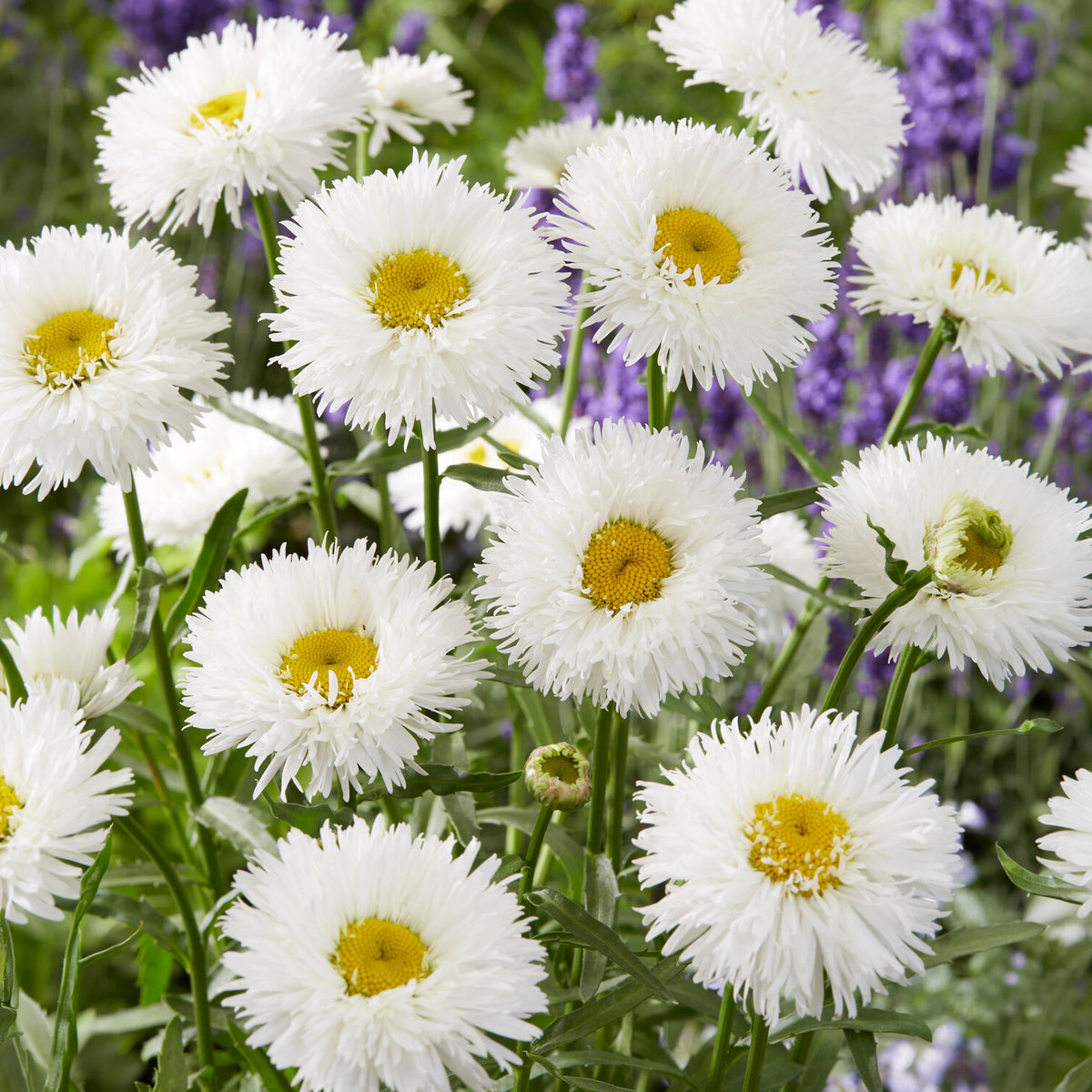 Leucanthemum superbum laspider - Margriet Laspider - Leucanthemum - Margriet