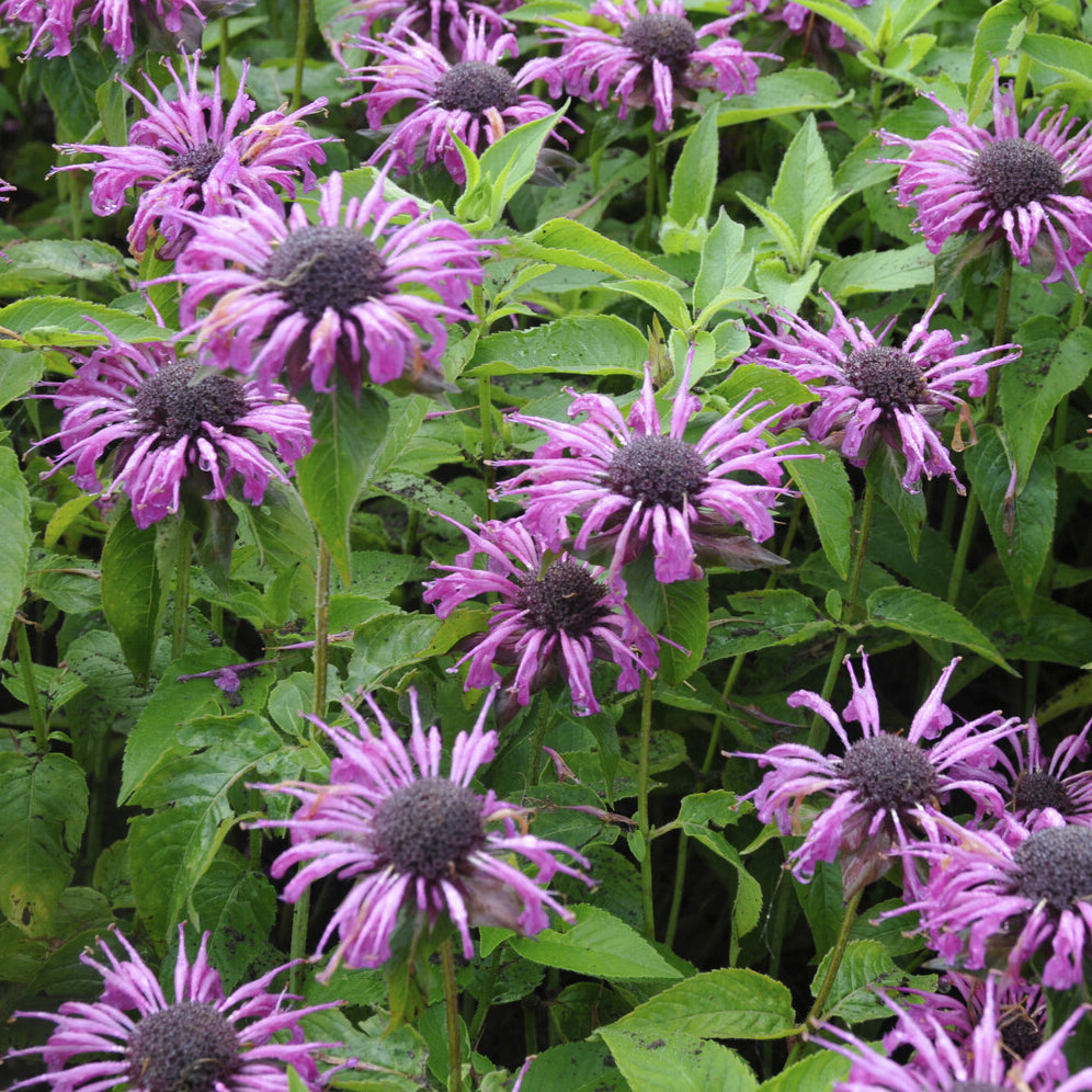 Bergamotplant Aquarius - Bakker