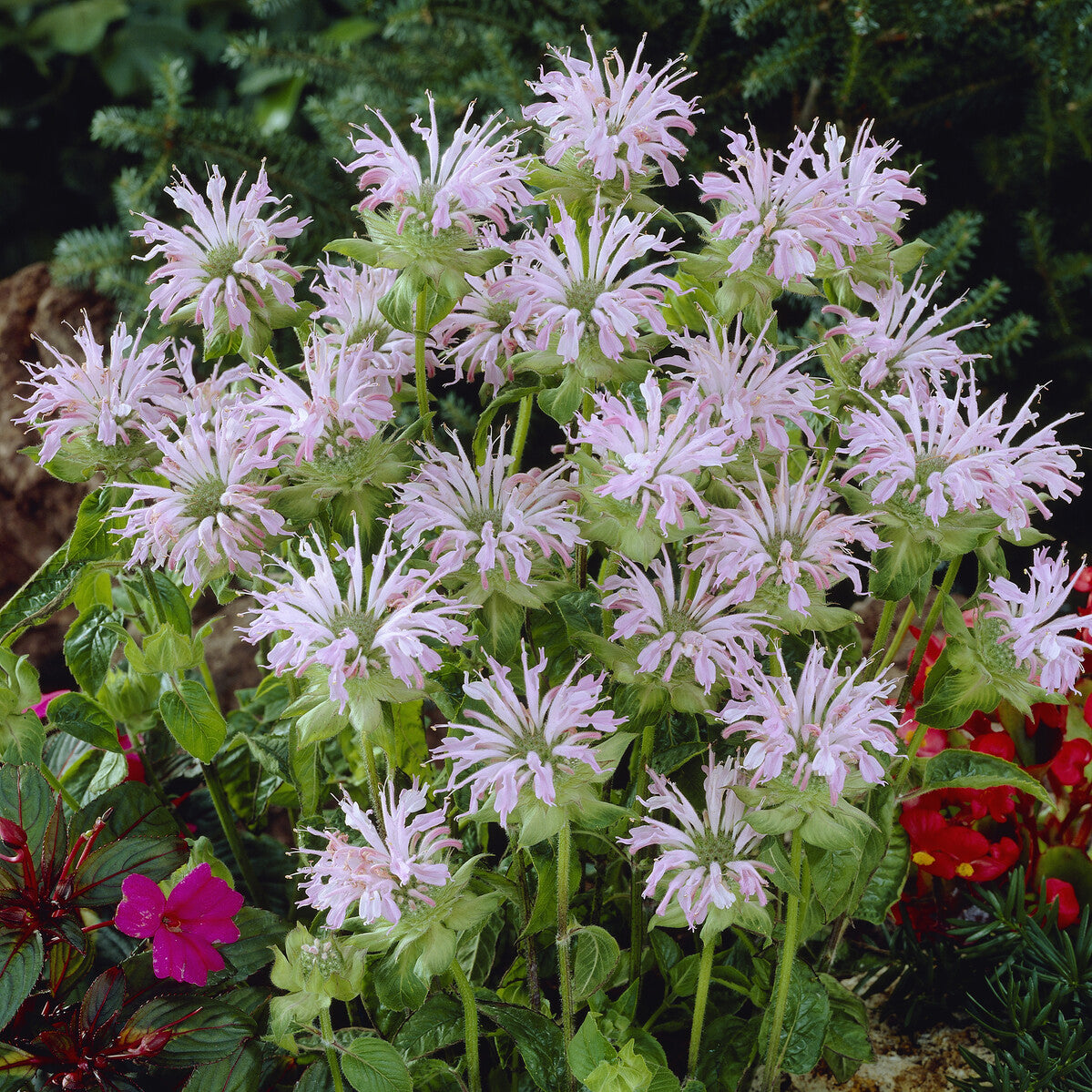 Bergamotplant Fishes - Monarda Fishes - Bakker