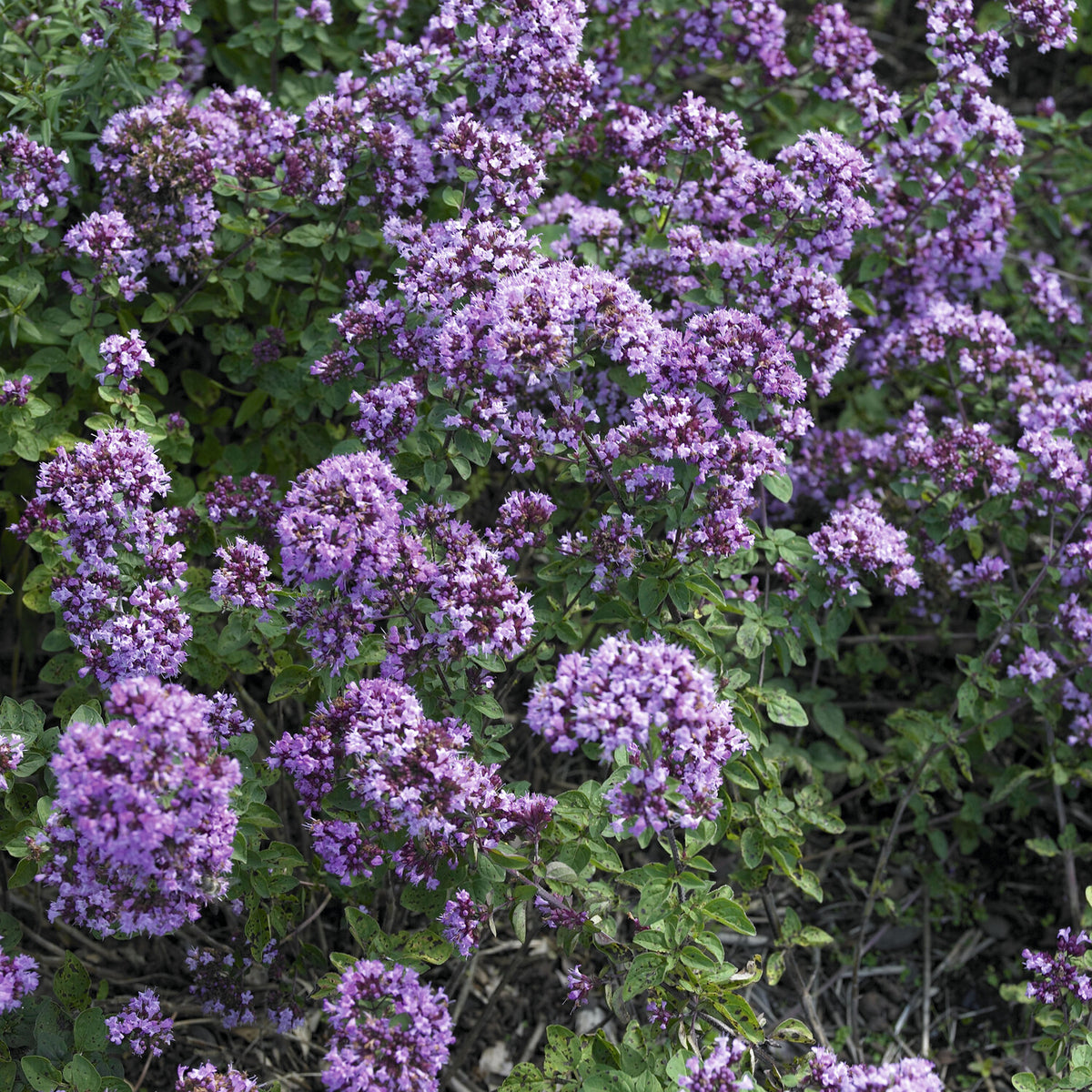 Siermarjolein Rosenkuppel - Bakker