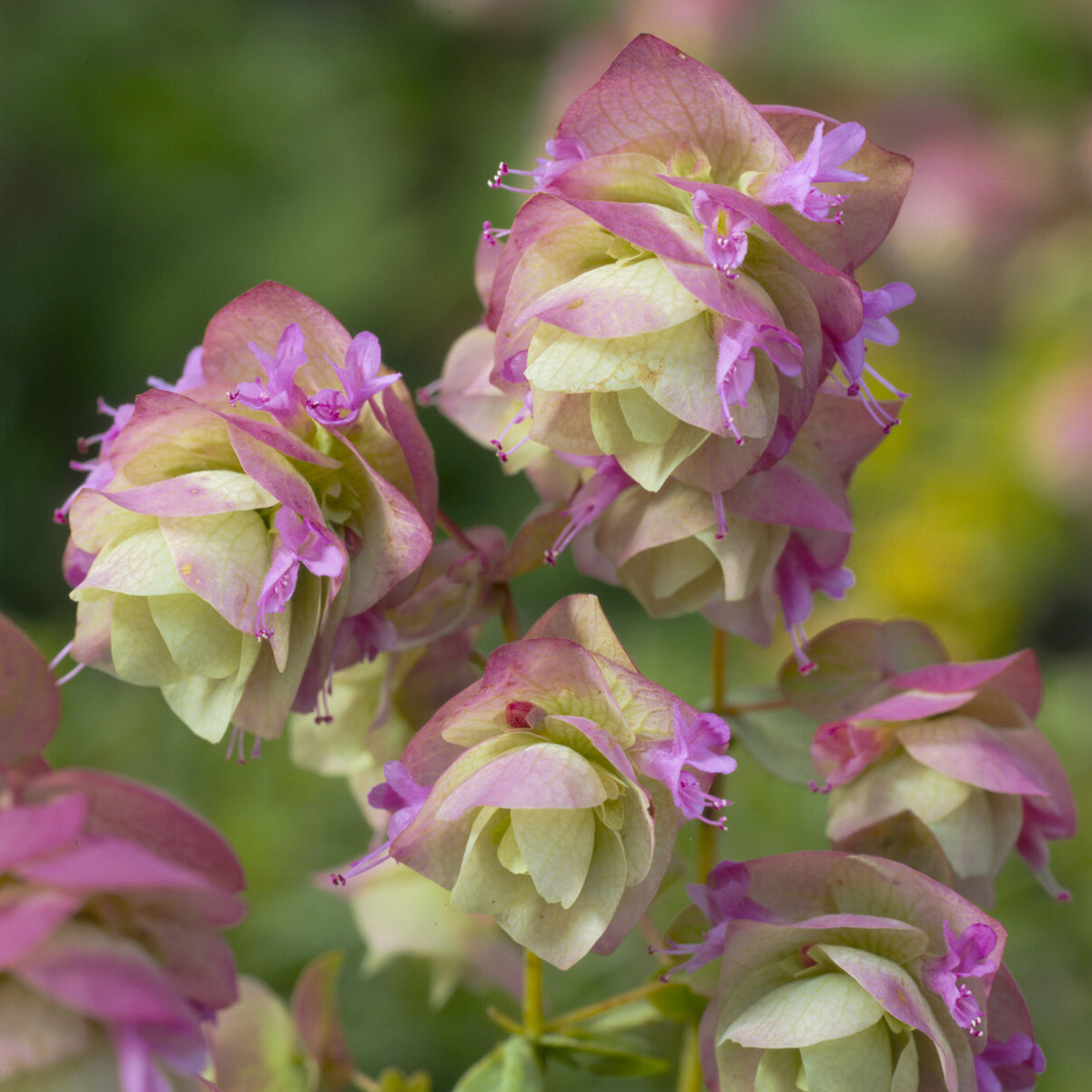 Verkoop Wilde marjolein 'Kent Beauty' - Origanum rotundifolium Kent Beauty