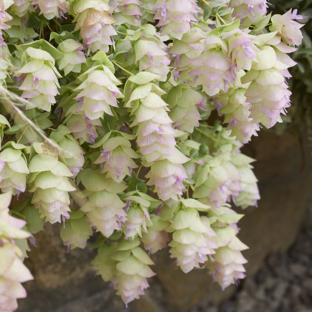 Wilde marjolein 'Kent Beauty' - Bakker