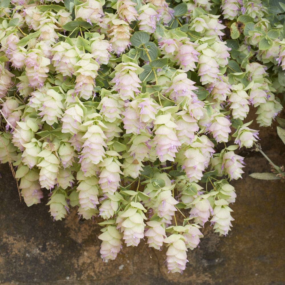 Wilde marjolein 'Kent Beauty' - Origanum rotundifolium Kent Beauty - Bakker