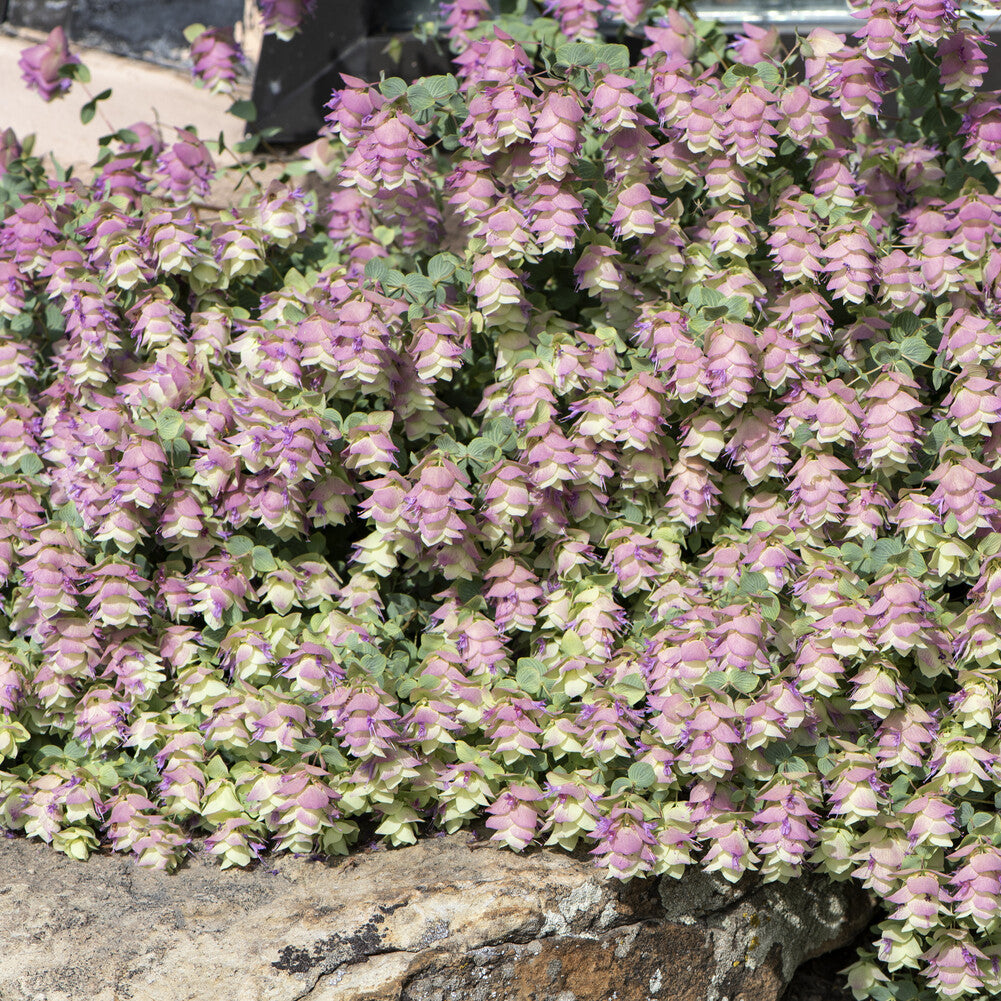 Verkoop Wilde marjolein 'Kent Beauty'