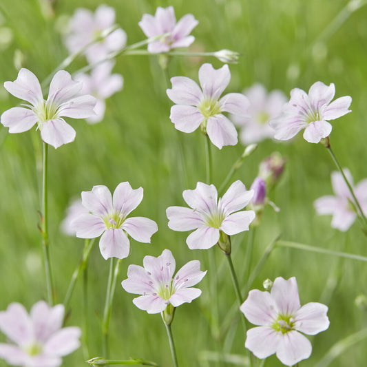 Kleine mantelanjer - Bakker