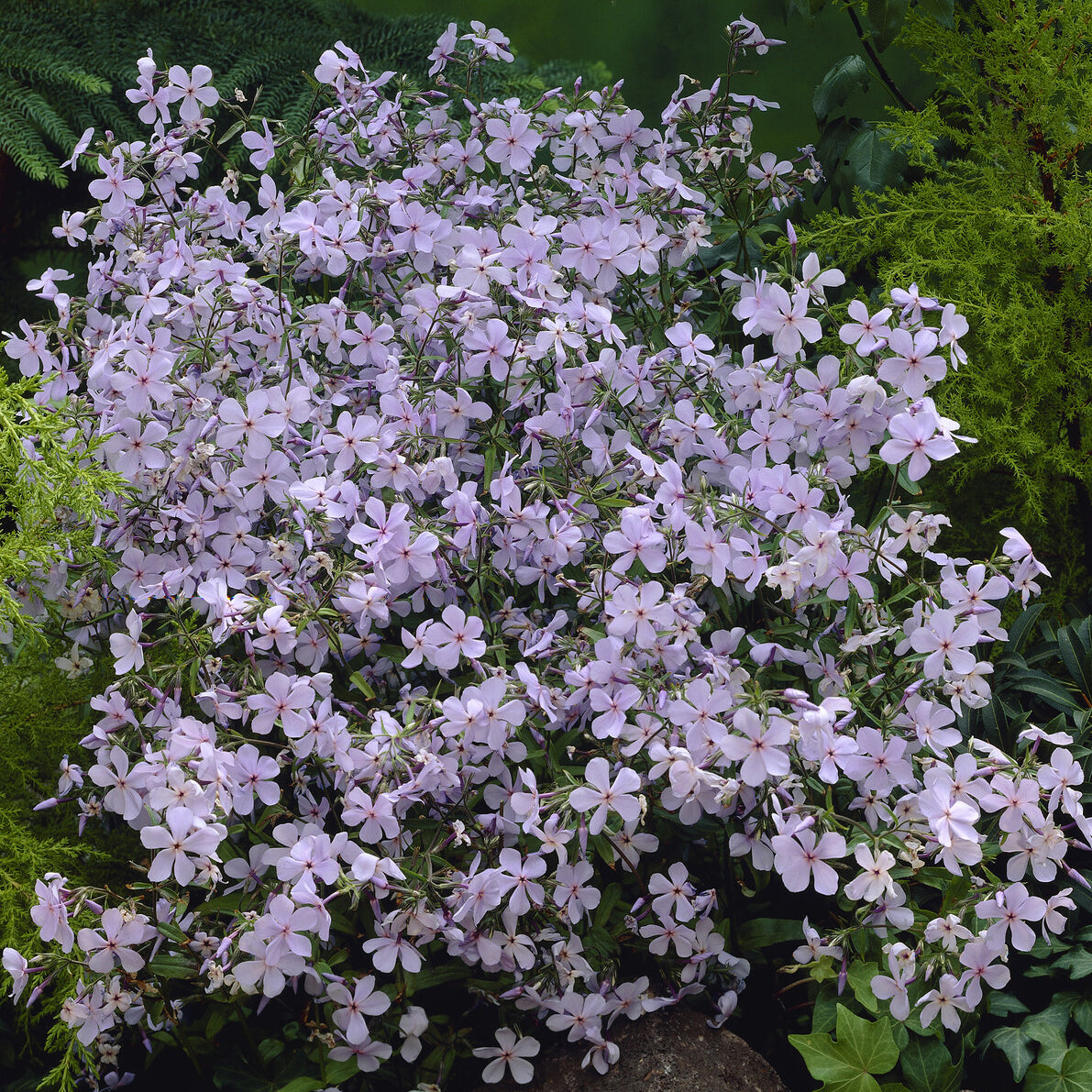 Vlambloem Clouds of Perfume - Phlox divaricata Clouds of Perfume - Bakker