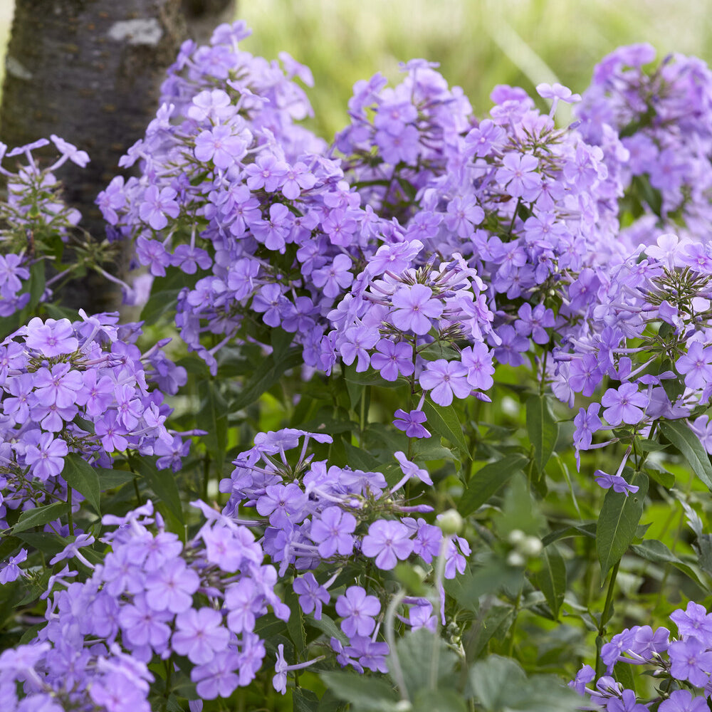 Phlox paniculata Blue Paradise - Vlambloem Blue Paradise - Phlox