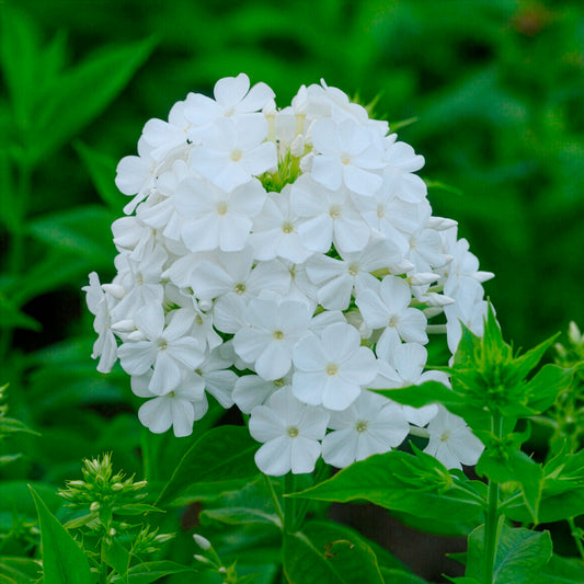 Vlambloem Fujiyama - Bakker