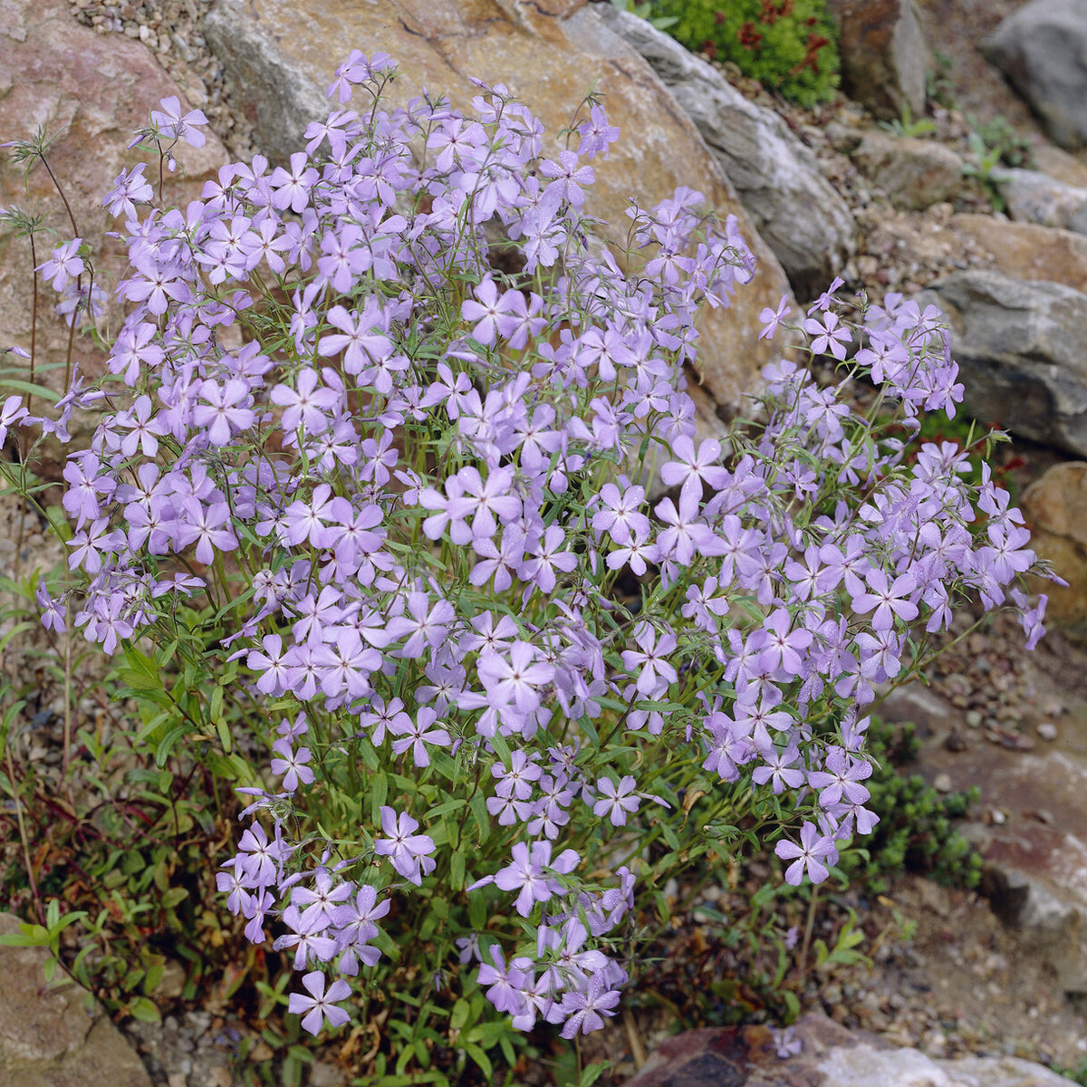Vlambloem Blue Ridge - Phlox stolonifera Blue Ridge - Bakker
