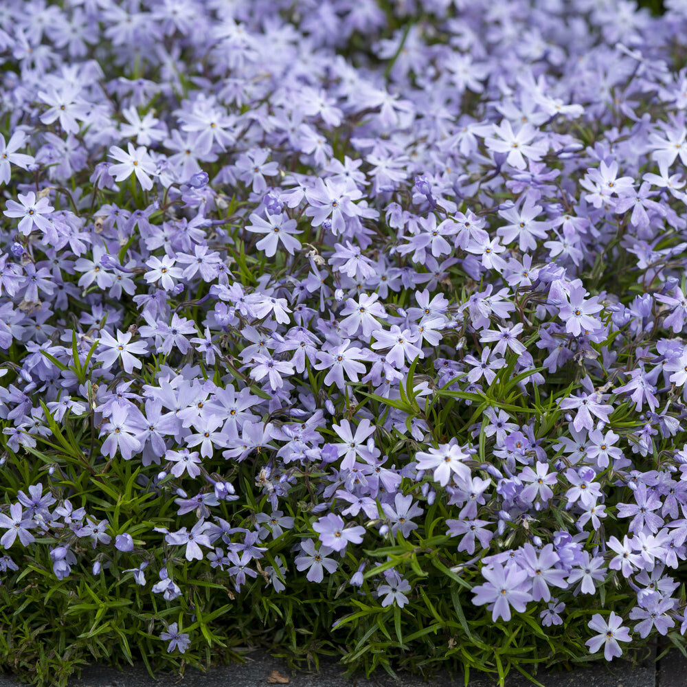 Vlambloem Emerald Cushion Blue - Bakker