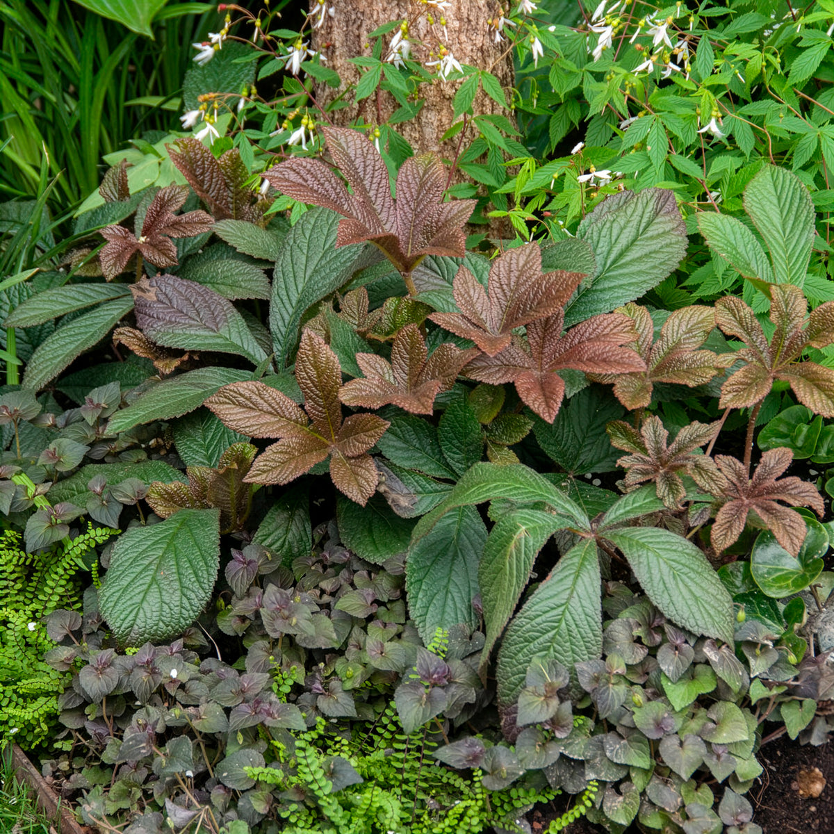 Rodgersia Bronze Peacock - Schout-bij-nacht Bronze Peacock - Rodgersia - Schoutblad