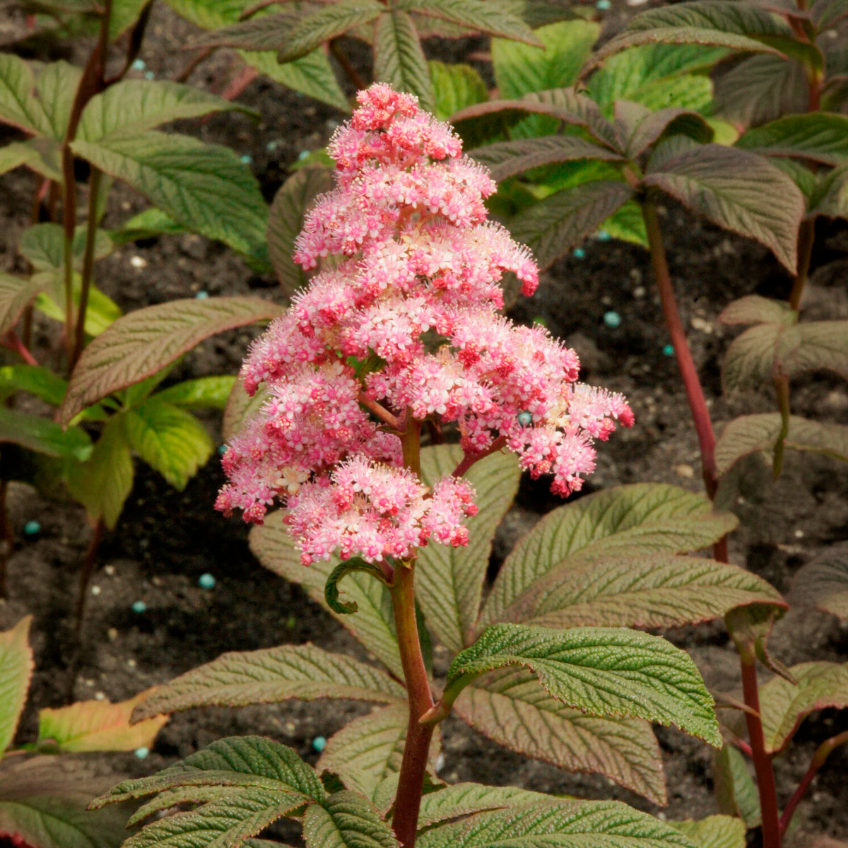 Rodgersia - Schoutblad - Schout-bij-nacht Chocolate Wings - Rodgersia pinnata Chocolate Wings