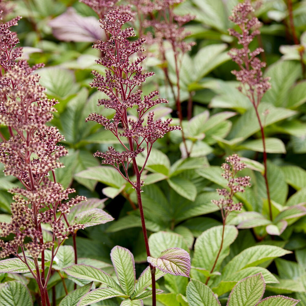 Kastanjeblad - Rodgersia pinnata - Bakker