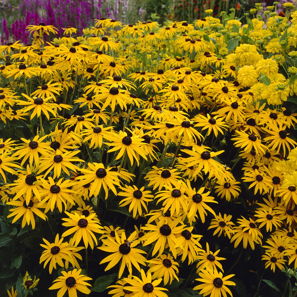 Zonnehoed deamii - Rudbeckia fulgida deamii - Bakker
