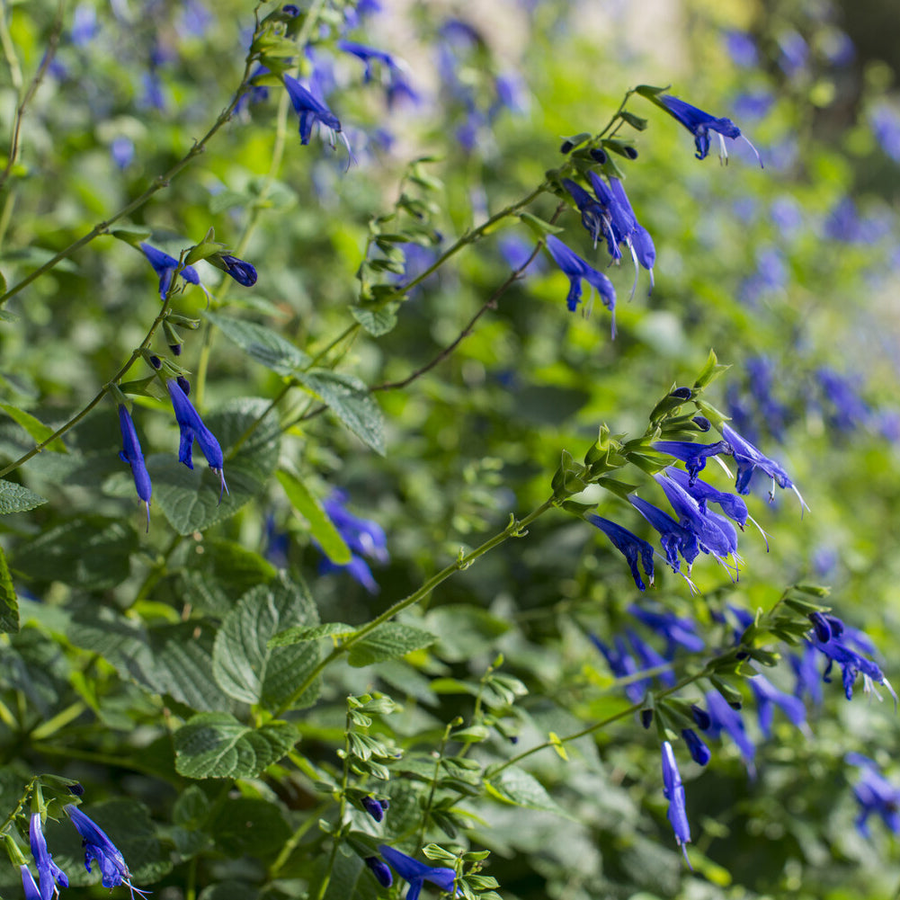 Salie - Siersalie Blue Enigma - Salvia guaranitica Blue Enigma