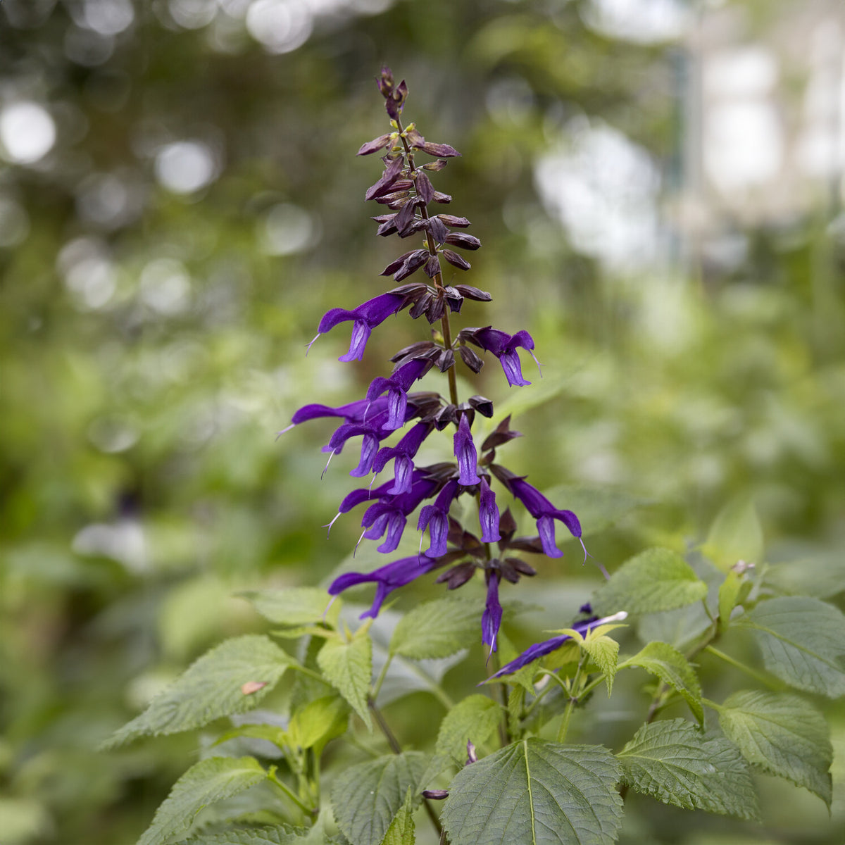 Siersalie Amistad - Salvia Amistad - Bakker
