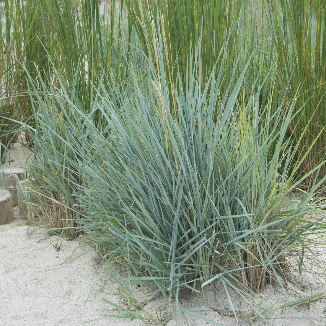 Strandhaver Blue Dune - Bakker