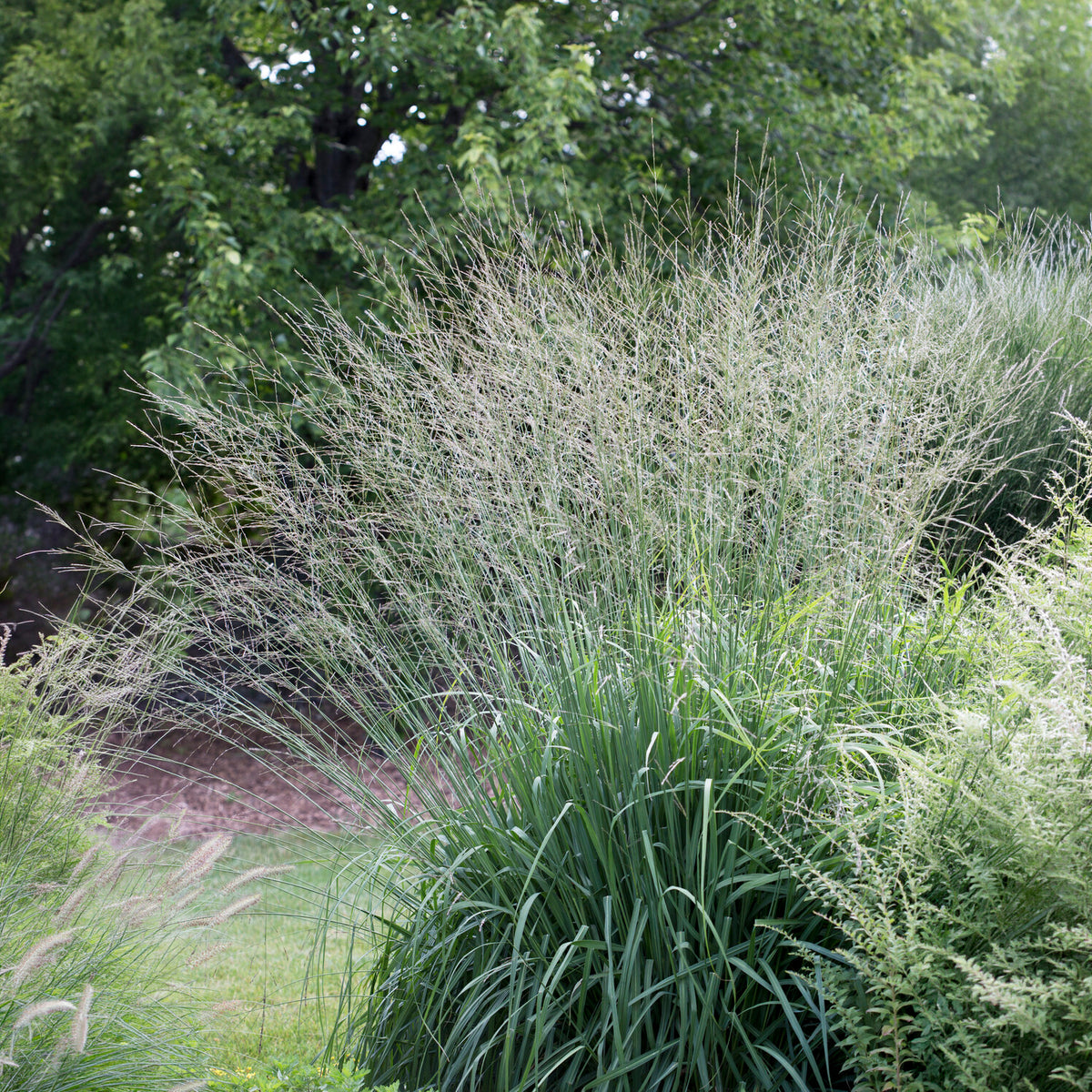 Molinia arundinacea Skyracer - Pijpenstrootje Skyracer - Pijpenstrootje