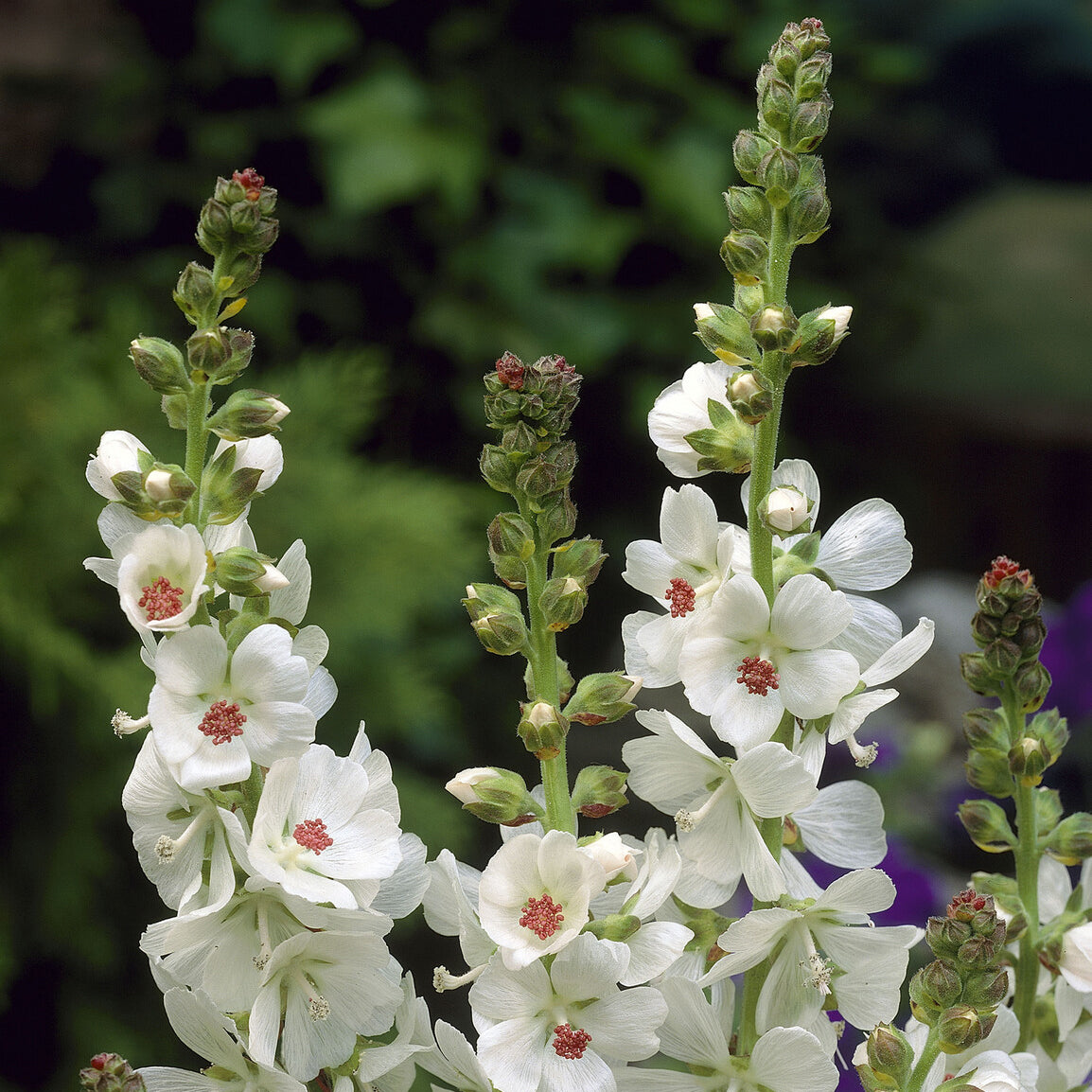 Griekse malva - Sidalcea candida - Bakker