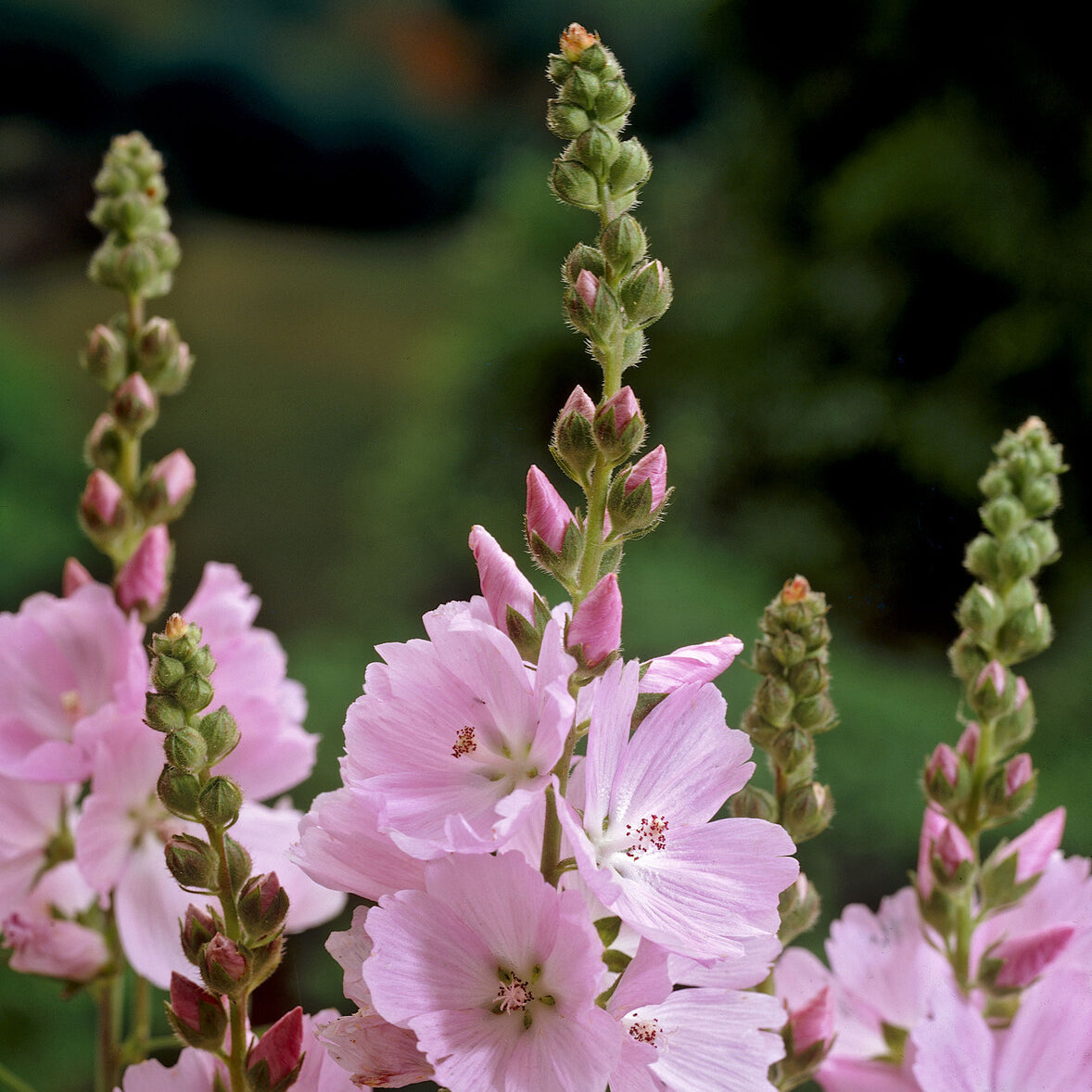 Sidalcea - Griekse malva Elsie Heugh - Sidalcea Elsie Heugh